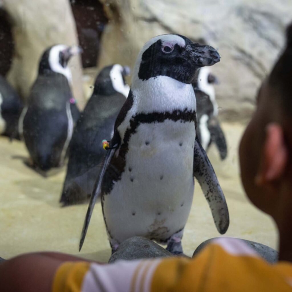 PENGUIN POINTERS @ Marie Fleche Memorial Library
